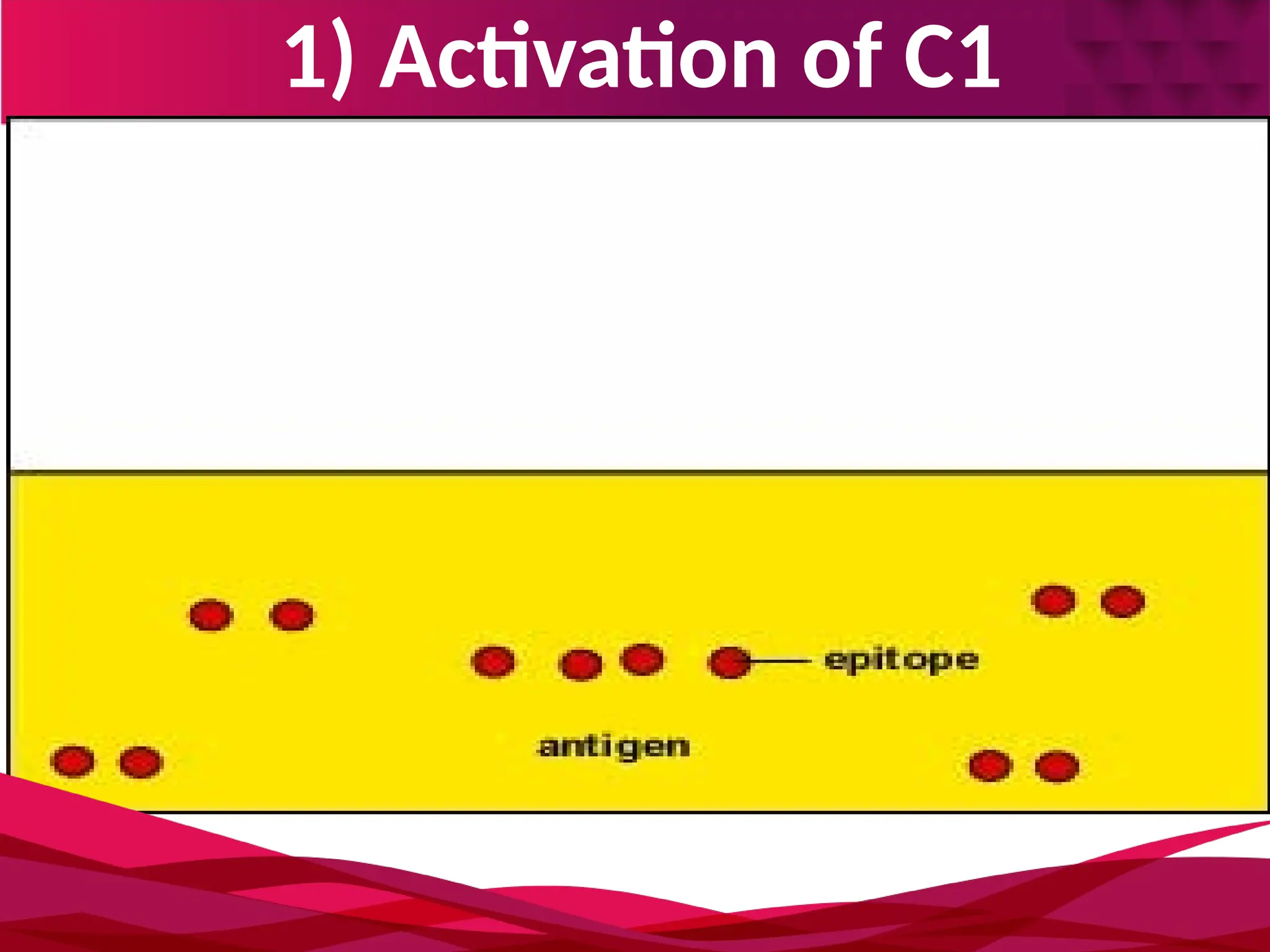 1) Activation of C1
 