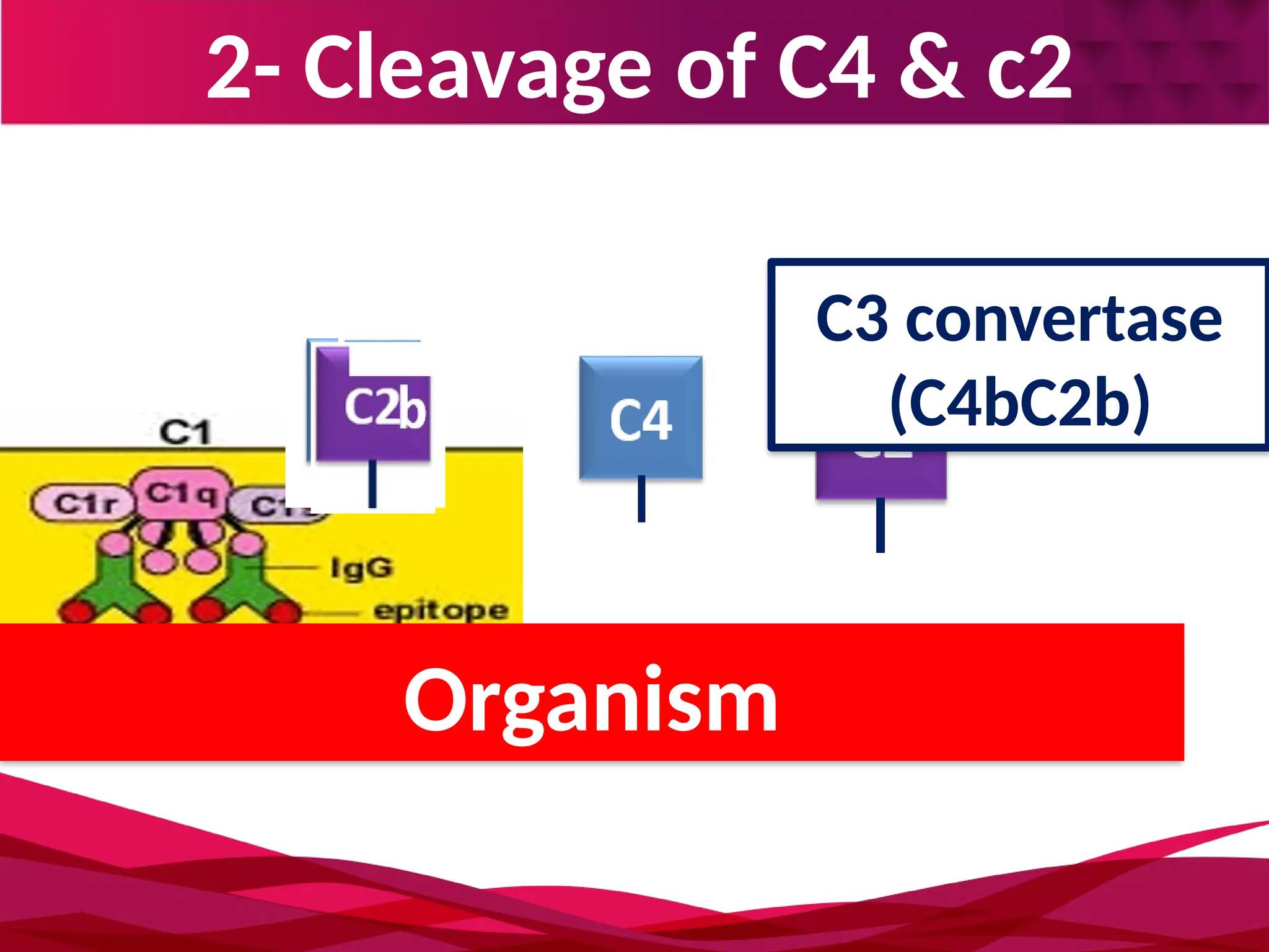 2- Cleavage of C4 & c2
Organism
C3 convertase
(C4bC2b)
 