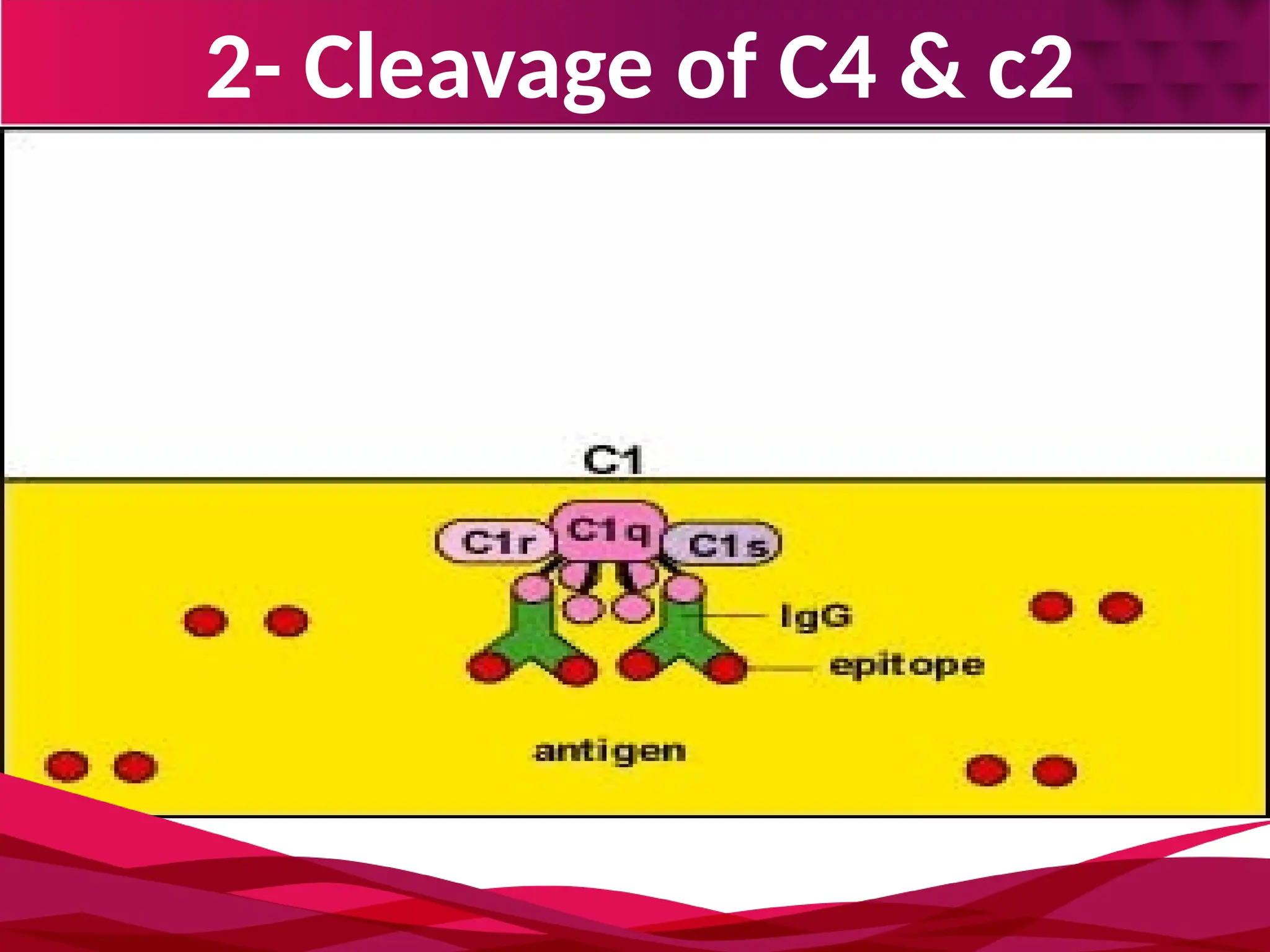 2- Cleavage of C4 & c2
 