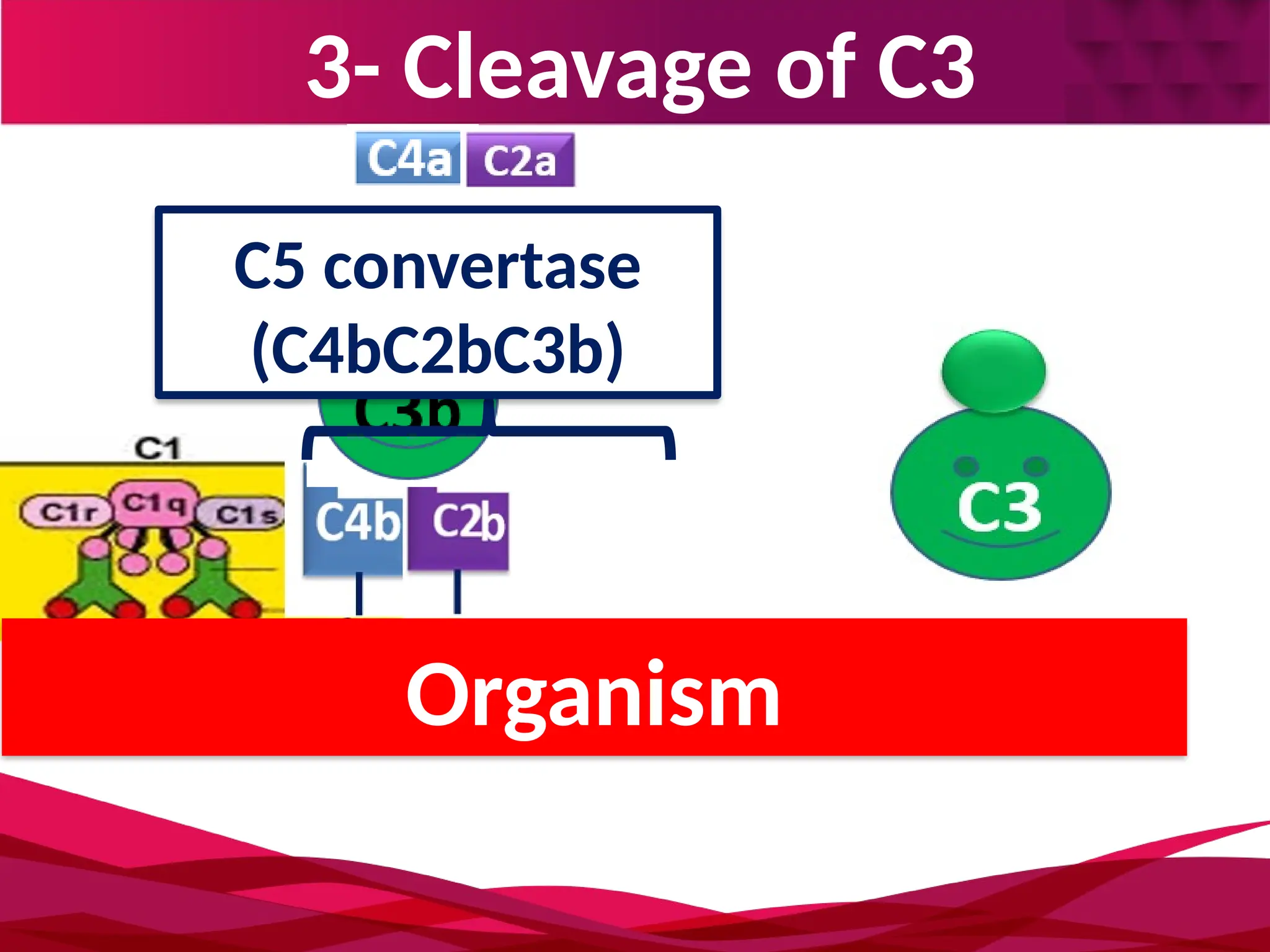 3- Cleavage of C3
Organism
C5 convertase
(C4bC2bC3b)
 