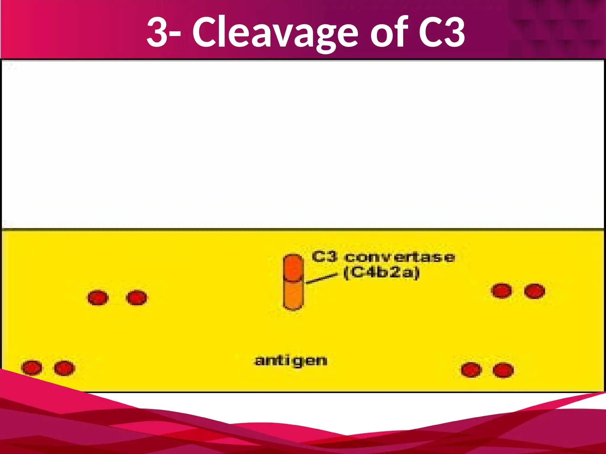 3- Cleavage of C3
 