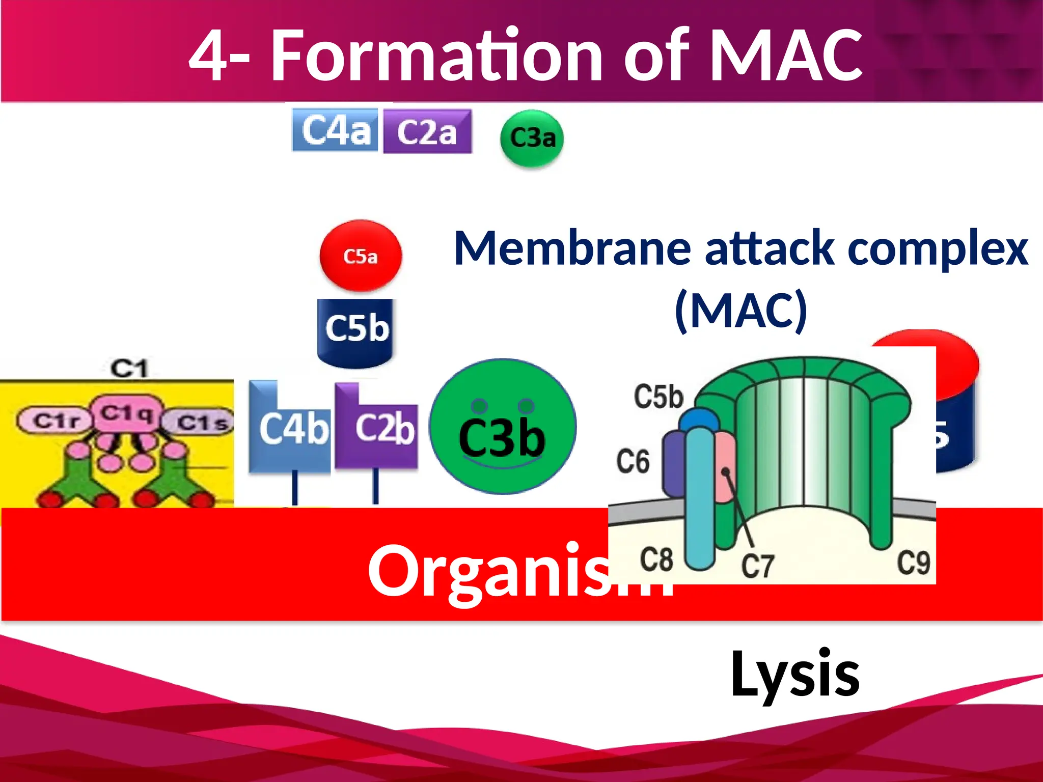 4- Formation of MAC
Organism
Membrane attack complex
(MAC)
Lysis
 