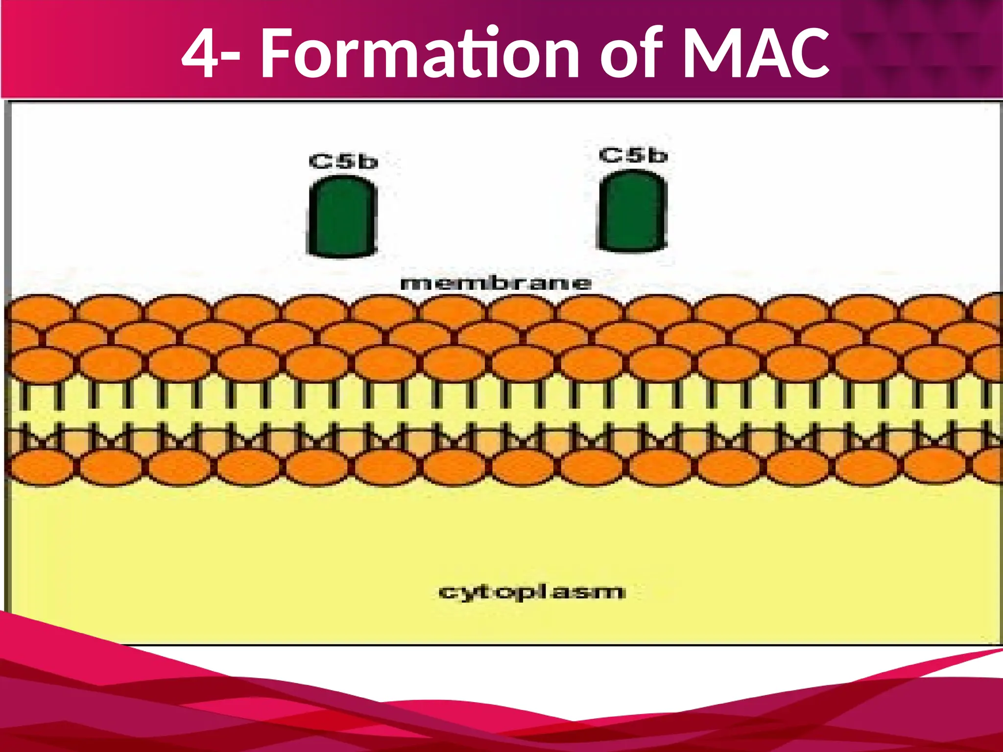 4- Formation of MAC
 
