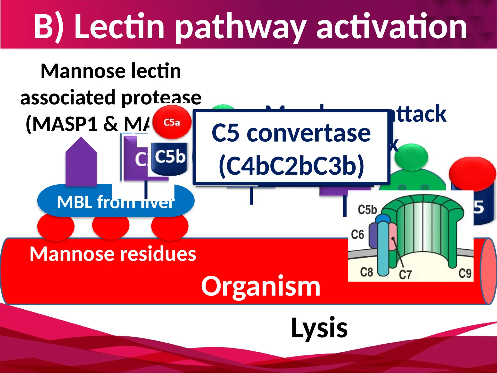 B) Lectin pathway activation
Mannose residues
Organism
MBL from liver
Mannose lectin
associated protease
(MASP1 & MASP2)
C3 convertase
(C4bC2b)
Membrane attack
complex
(MAC)
C5 convertase
(C4bC2bC3b)
Lysis
 