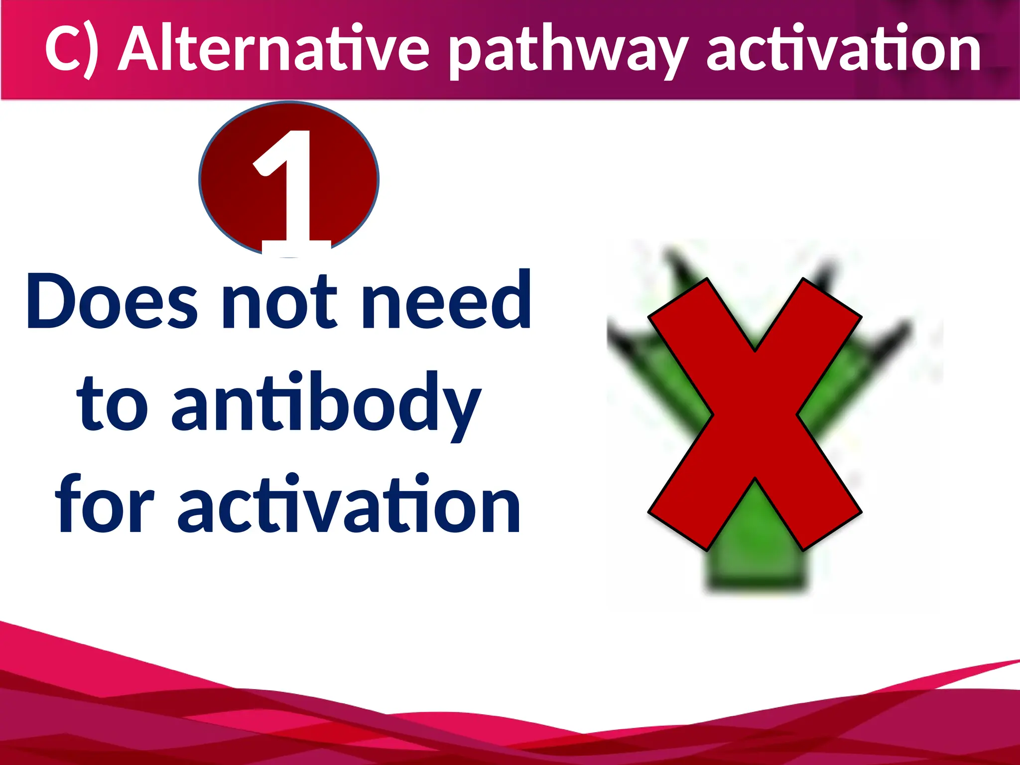 C) Alternative pathway activation
Does not need
to antibody
for activation
1
 