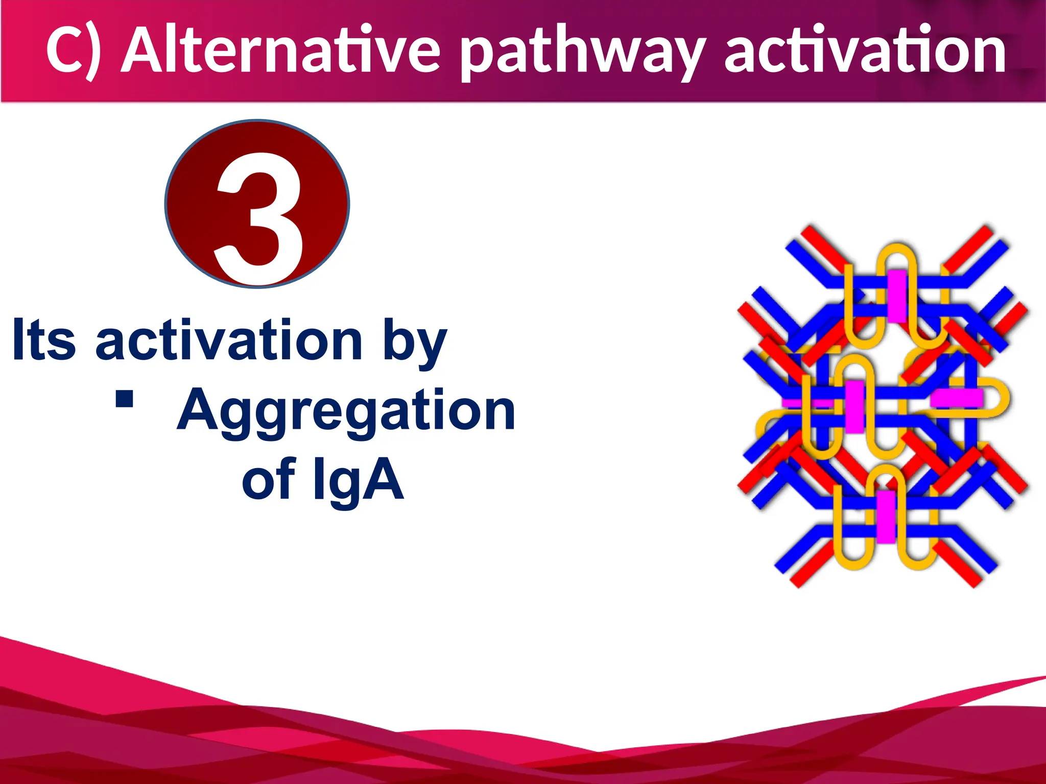 C) Alternative pathway activation
Its activation by
 Aggregation
of IgA
3
 