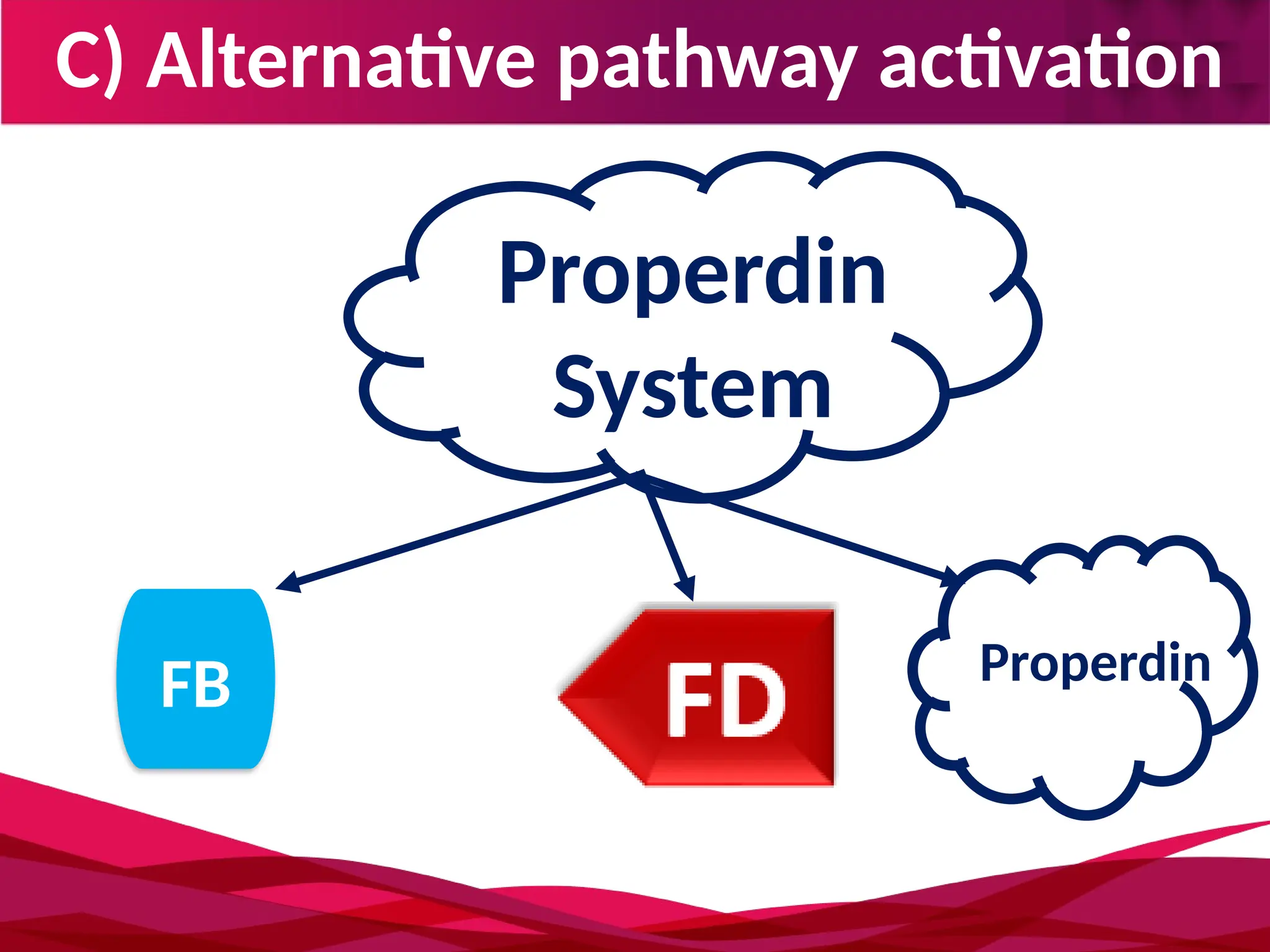 C) Alternative pathway activation
Properdin
System
FB Properdin
 