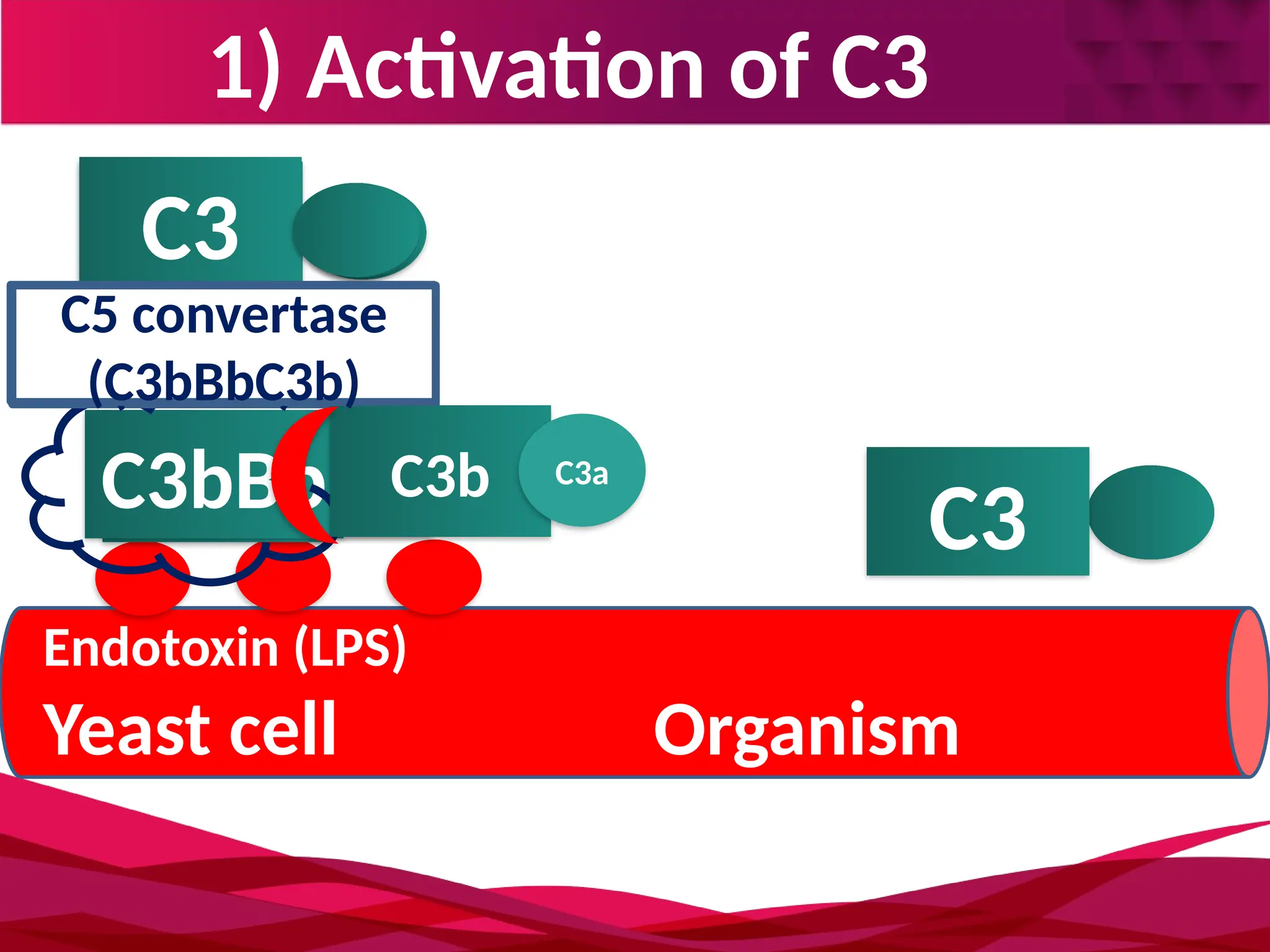 1) Activation of C3
Endotoxin (LPS)
Yeast cell Organism
C3b
C3 C3a
C3bB
C3bBb C3a
C3 convertase
unstable
Properdin
C3 convertase
(C3bBb) P
C3
C3b C3a
C5 convertase
(C3bBbC3b)
 