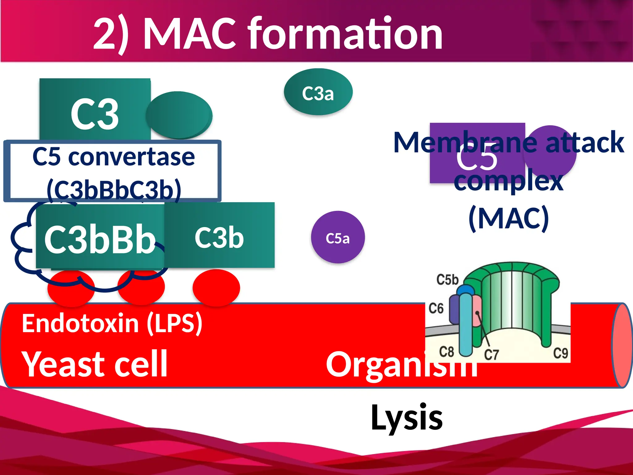 2) MAC formation
Endotoxin (LPS)
Yeast cell Organism
C3b
C3 C3a
C3bB
C3bBb C3a
C3 convertase
unstable
C3 convertase
(C3bBb) P
C3b
C5 convertase
(C3bBbC3b)
C5
C5a
Membrane attack
complex
(MAC)
Lysis
C3a
 