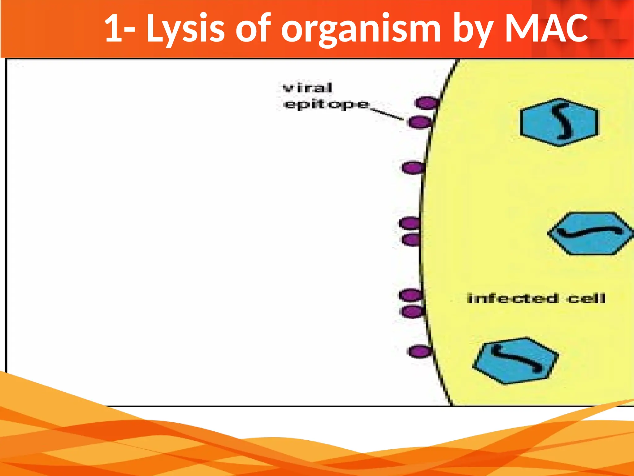 1- Lysis of organism by MAC
 