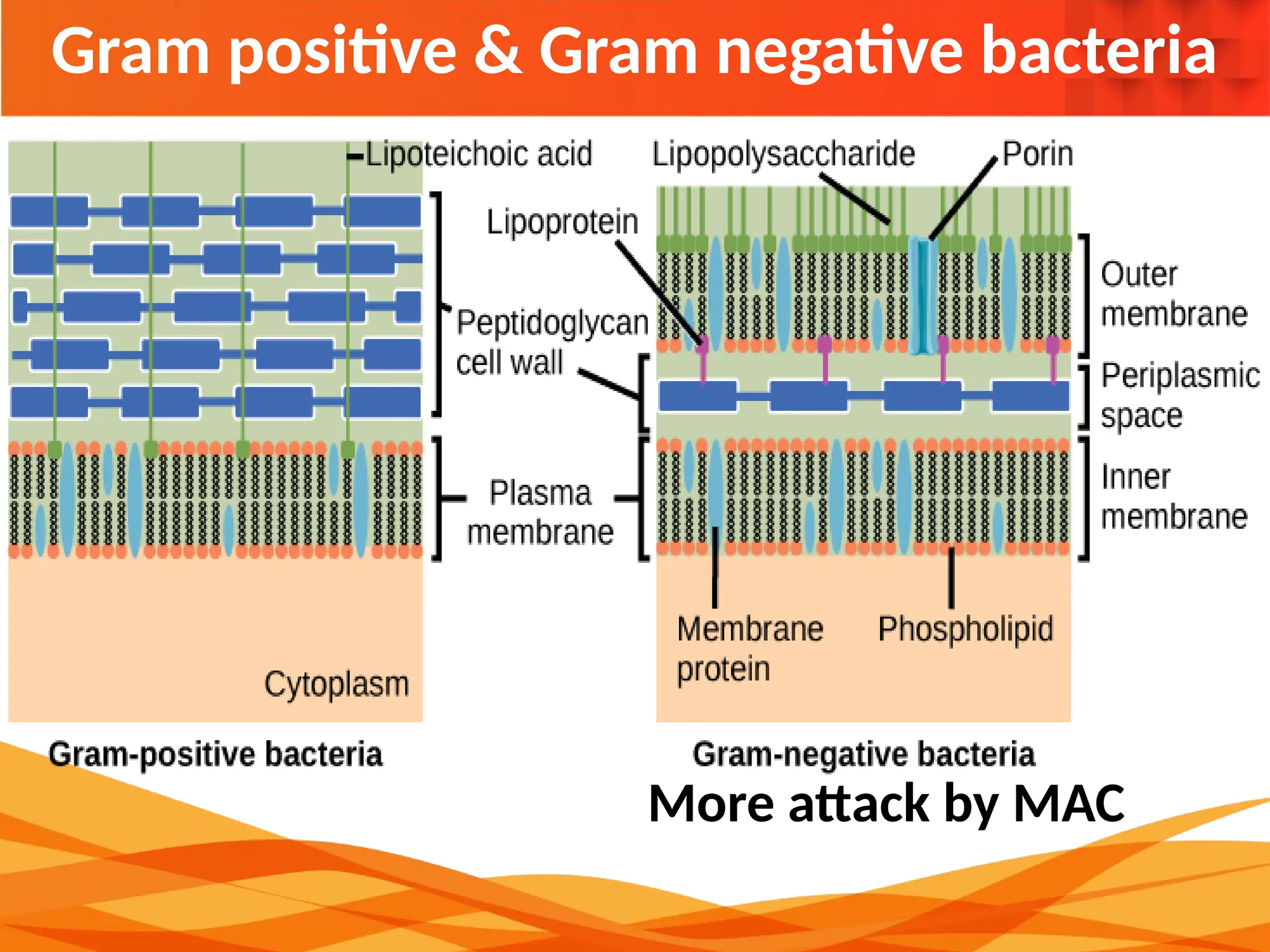 Gram positive & Gram negative bacteria
More attack by MAC
 