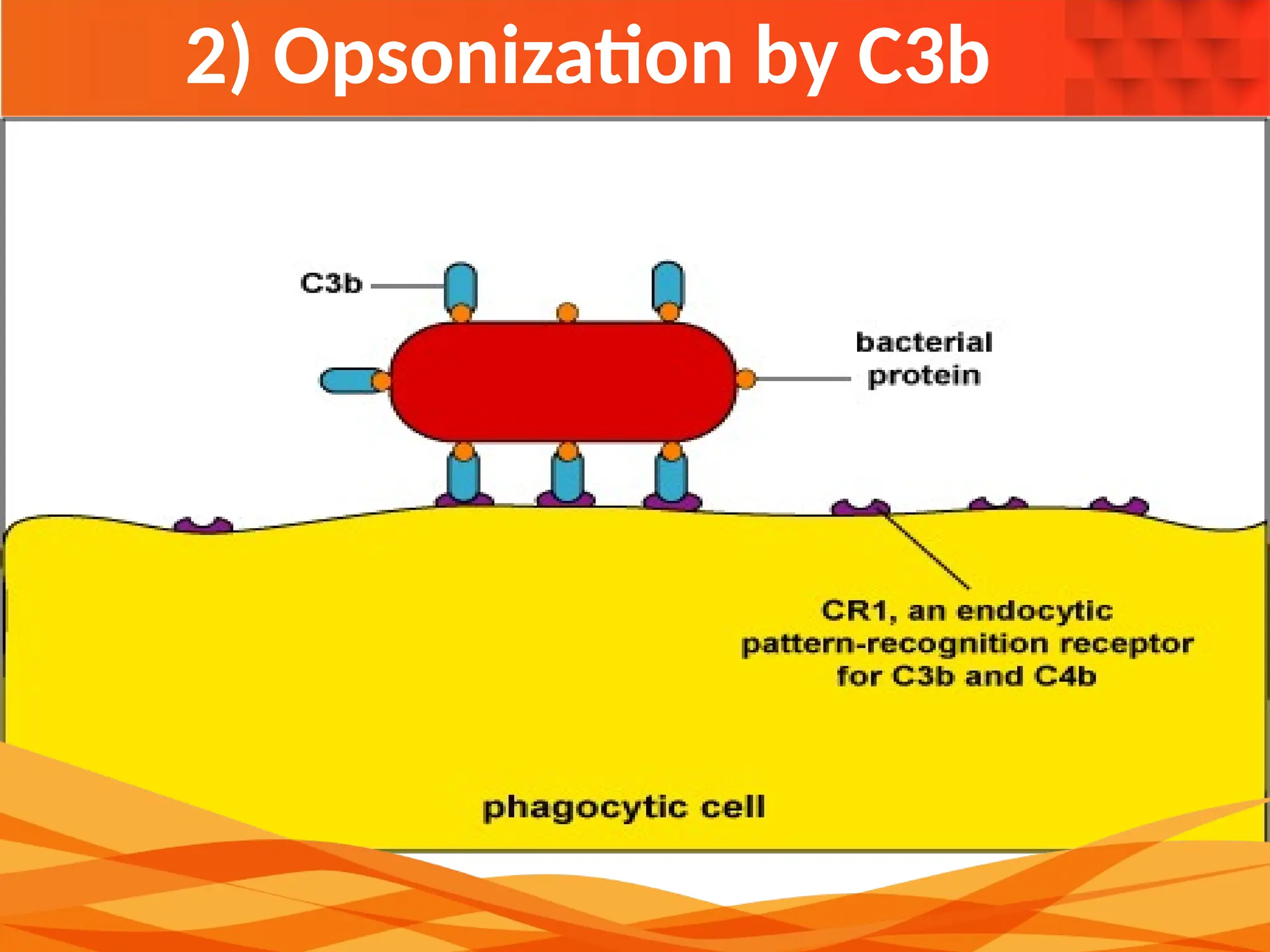2) Opsonization by C3b
 