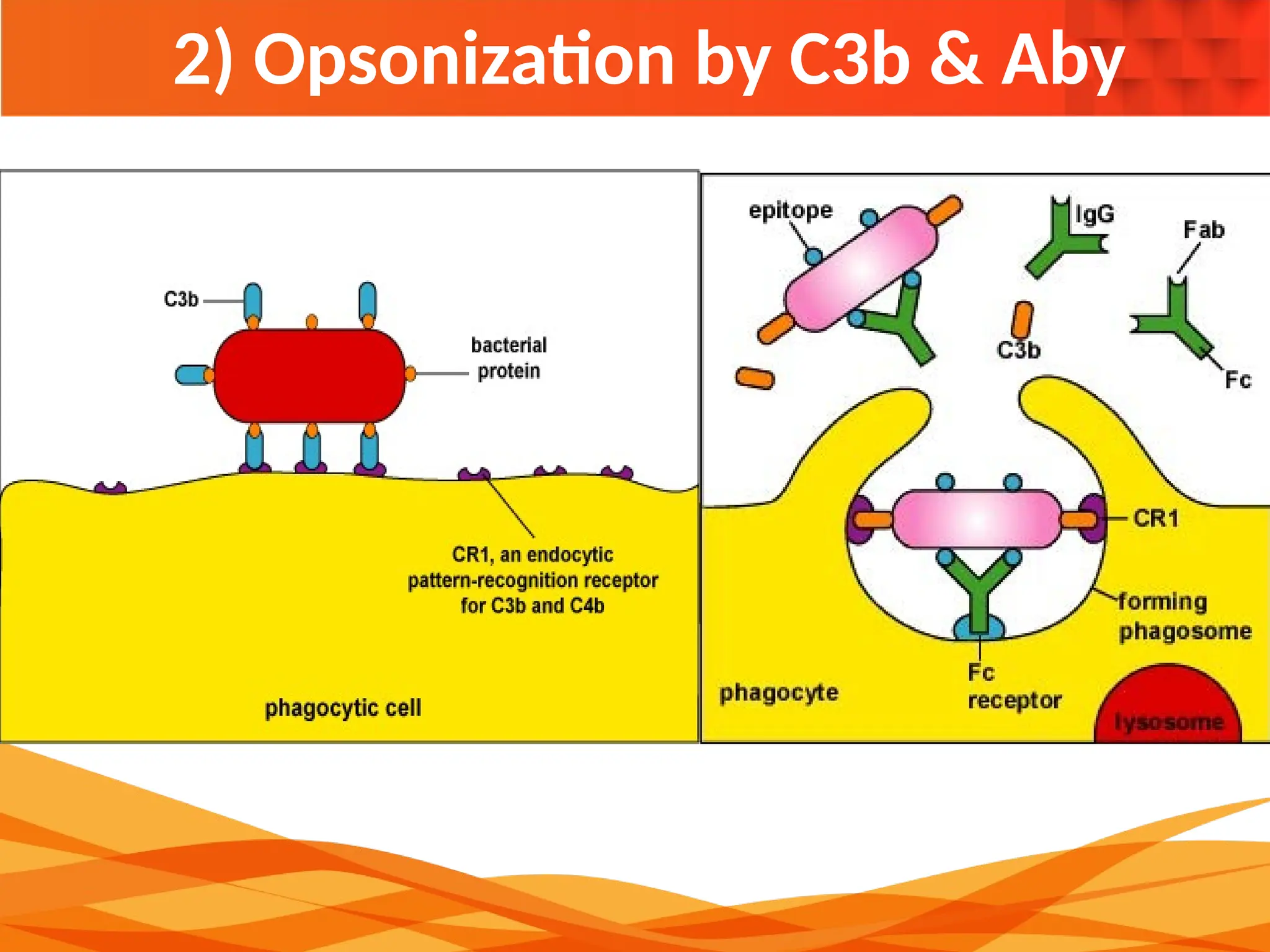 2) Opsonization by C3b & Aby
 