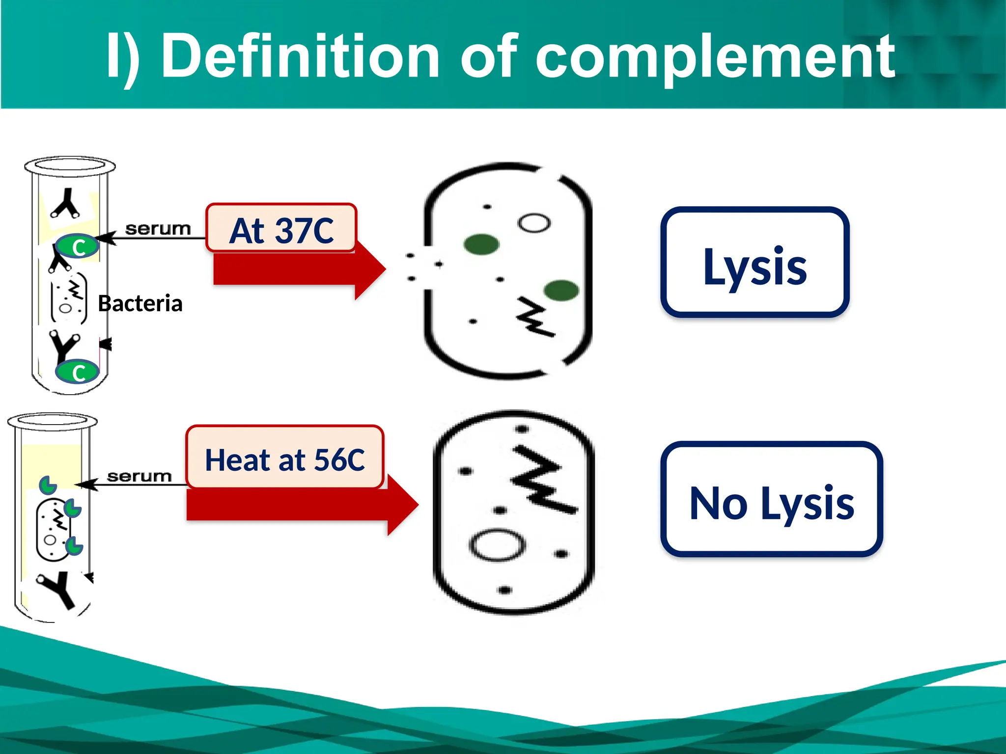 I) Definition of complement
Lysis
At 37C
Heat at 56C
No Lysis
C
C
Bacteria
 