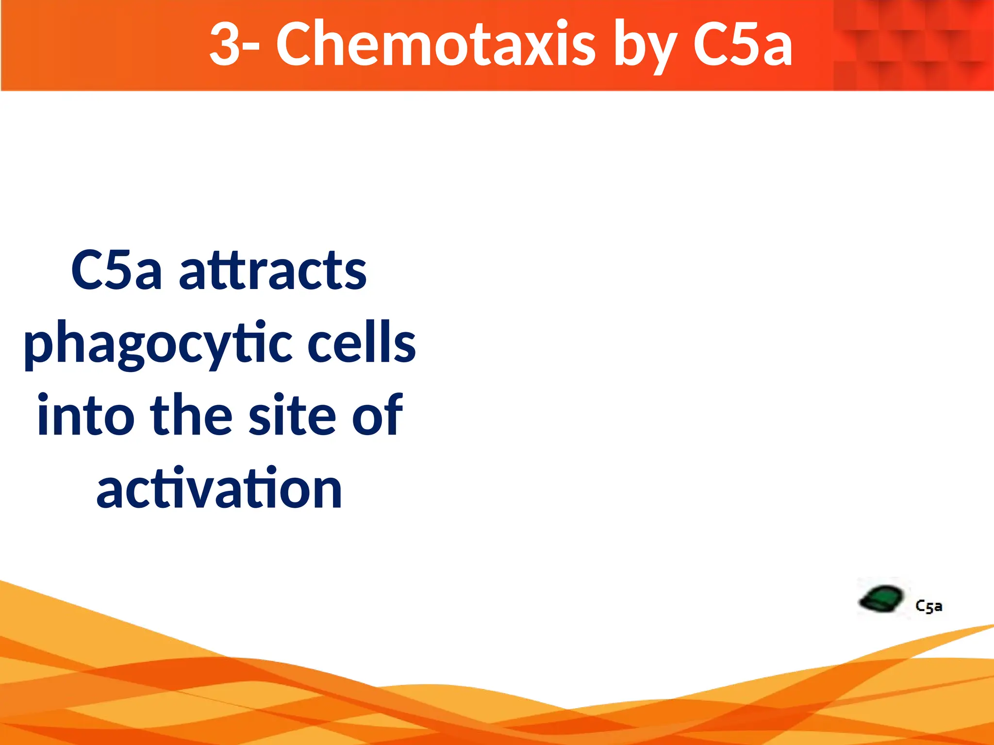 3- Chemotaxis by C5a
C5a attracts
phagocytic cells
into the site of
activation
 