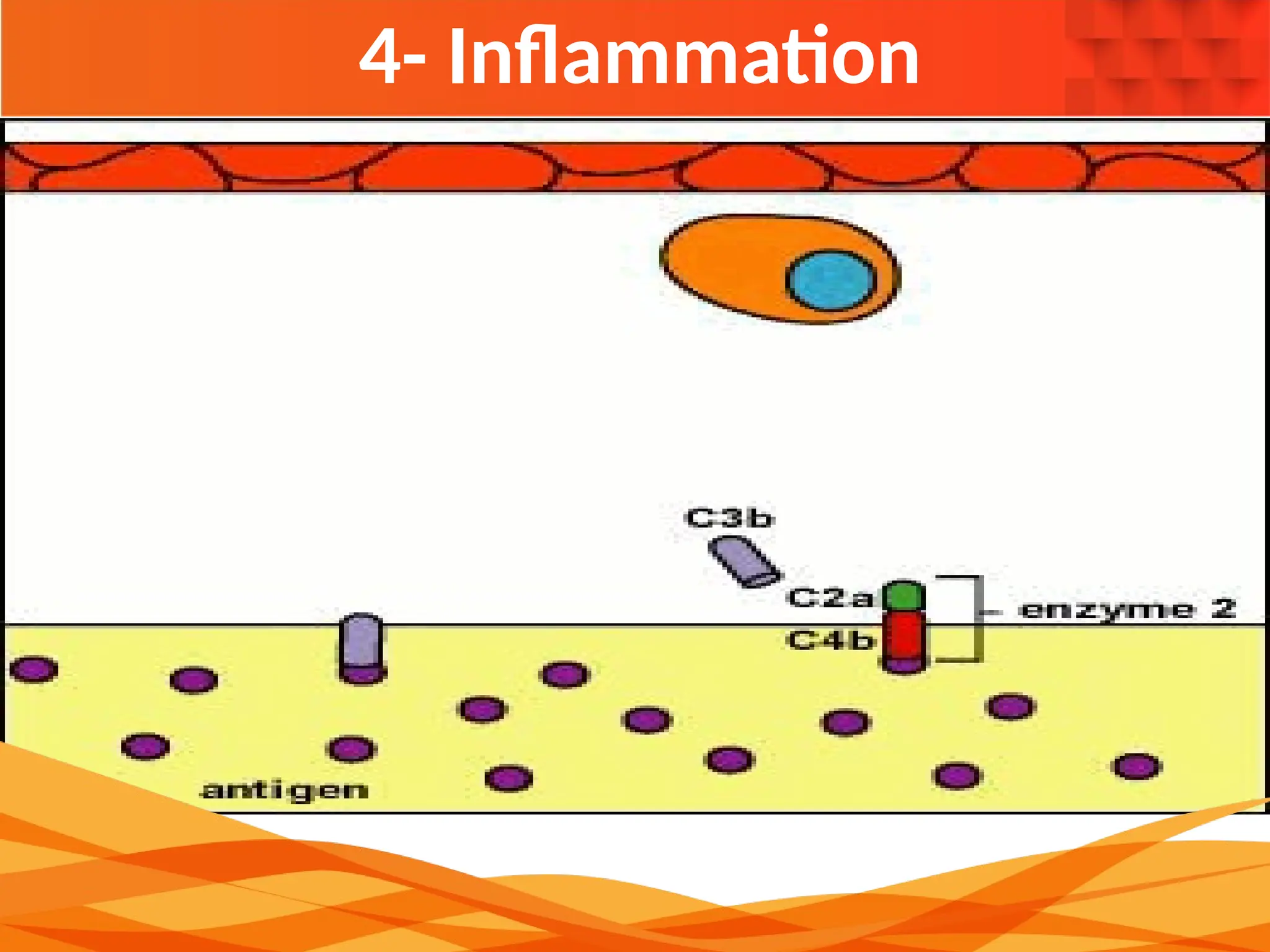 4- Inflammation
 