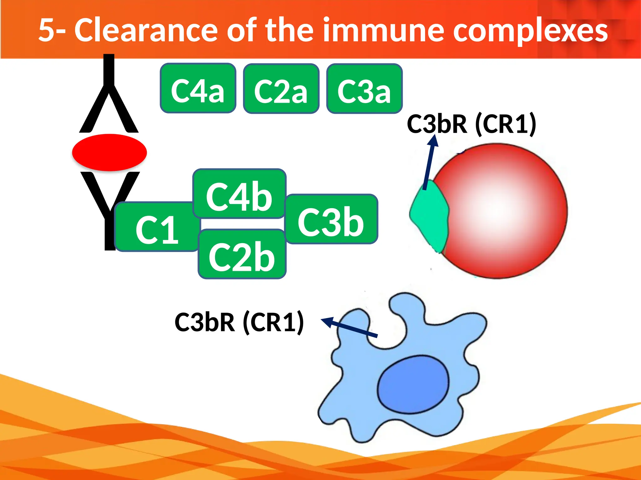 5- Clearance of the immune complexes
Y
Y
C1
C4b
C2b
C3b
C3a
C2a
C4a
C3bR (CR1)
C3bR (CR1)
 