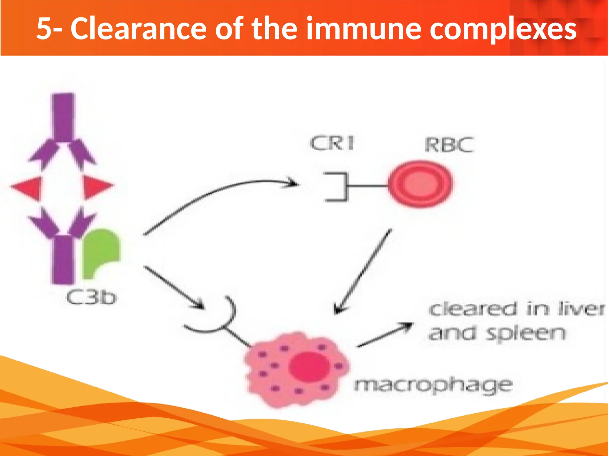 5- Clearance of the immune complexes
 