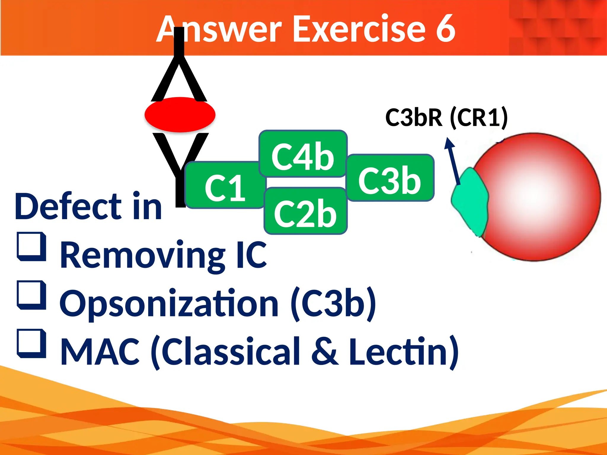 Answer Exercise 6
YC1
C4b
C2b
C3b
C3bR (CR1)
Y
Defect in
 Removing IC
 Opsonization (C3b)
 MAC (Classical & Lectin)
 