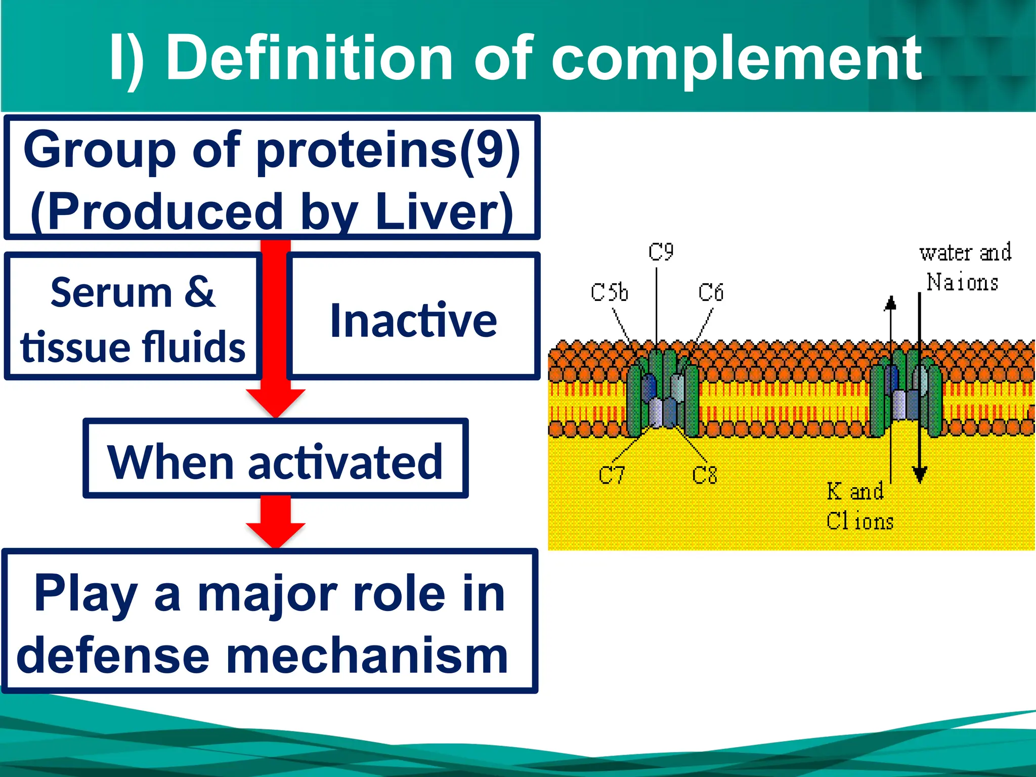 I) Definition of complement
Inactive
When activated
Group of proteins(9)
(Produced by Liver)
Serum &
tissue fluids
Play a major role in
defense mechanism
 