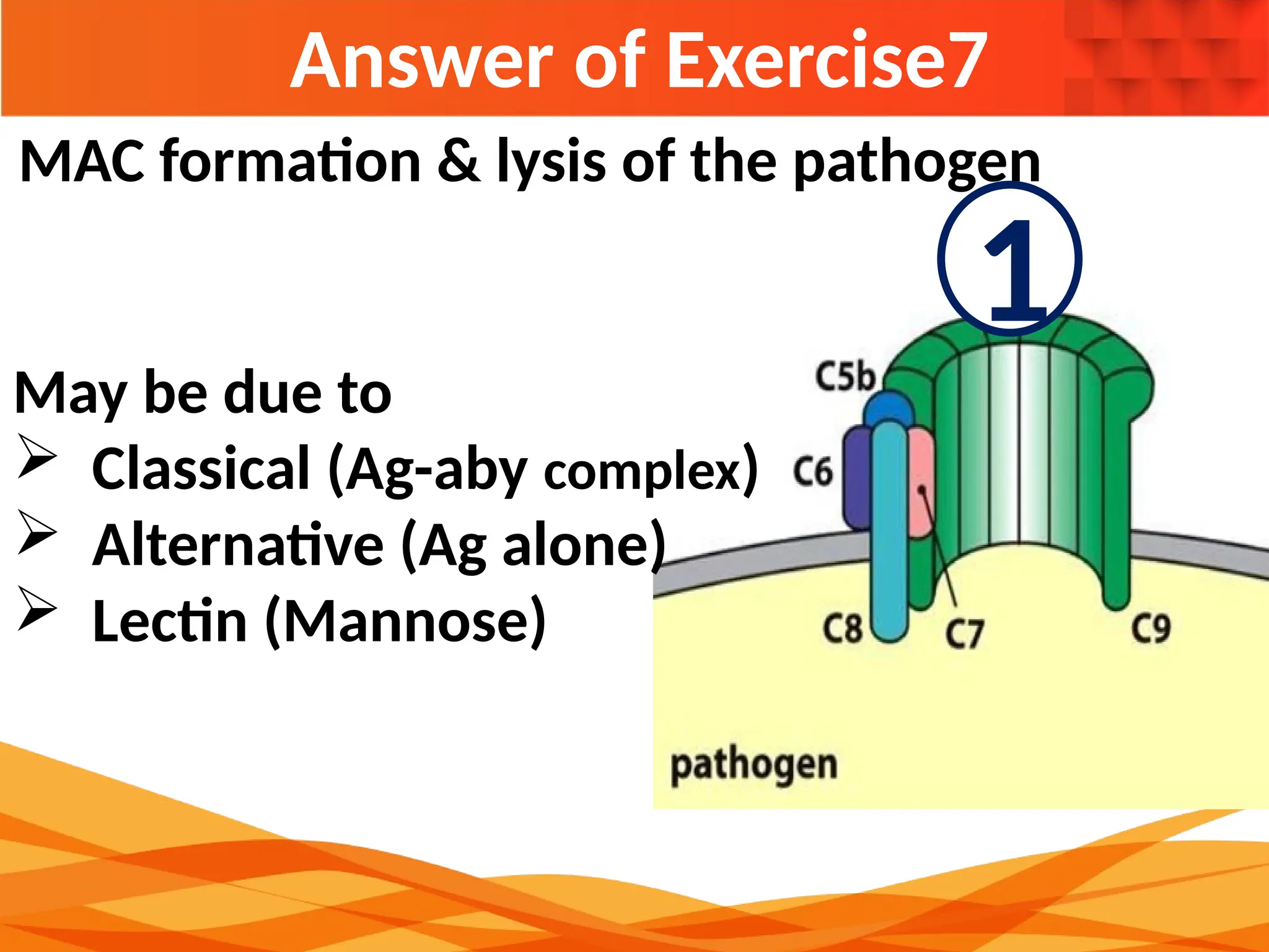 Answer of Exercise7
May be due to
 Classical (Ag-aby complex)
 Alternative (Ag alone)
 Lectin (Mannose)
MAC formation & lysis of the pathogen
1
 