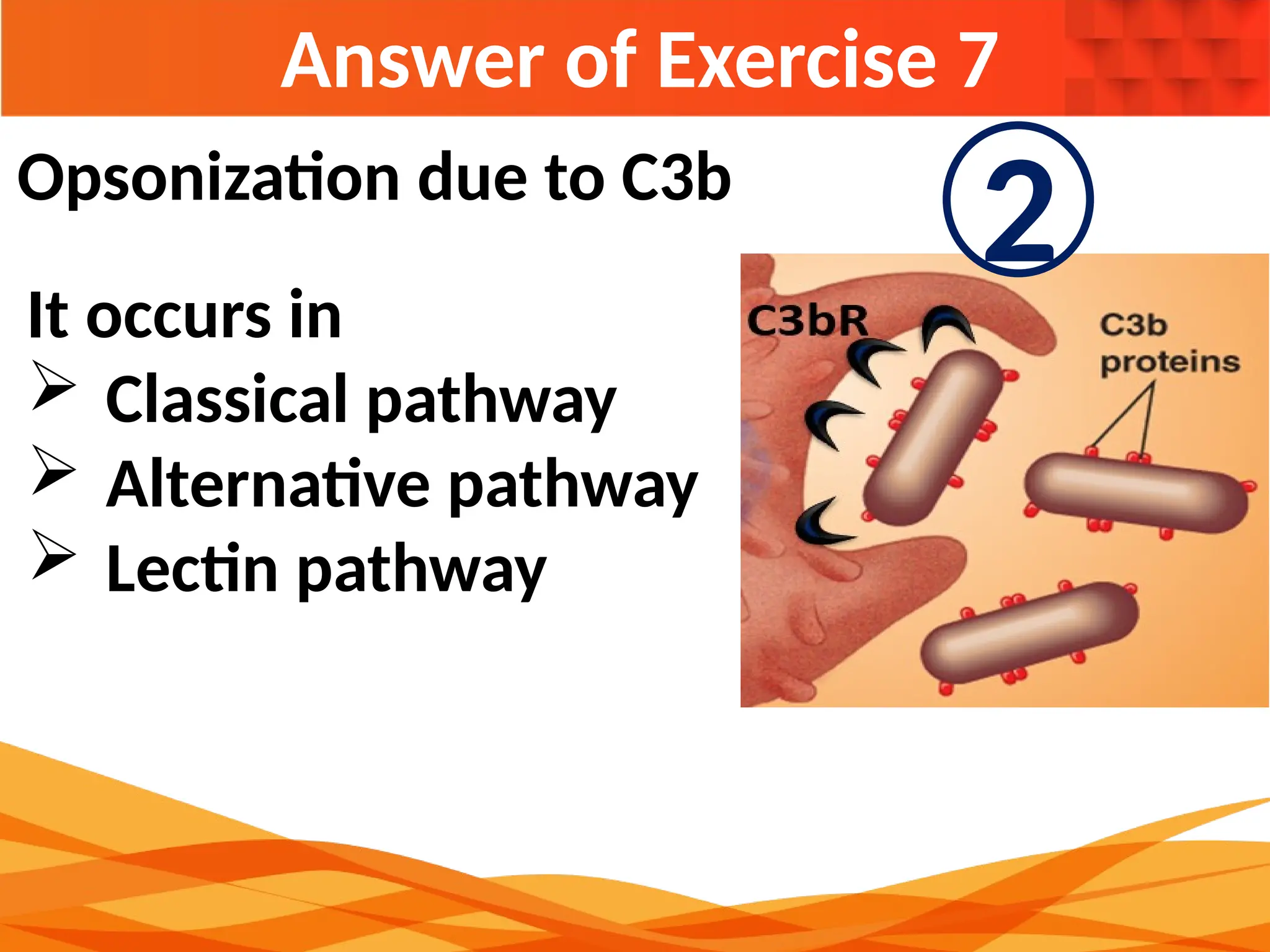 Answer of Exercise 7
It occurs in
 Classical pathway
 Alternative pathway
 Lectin pathway
Opsonization due to C3b
2
 