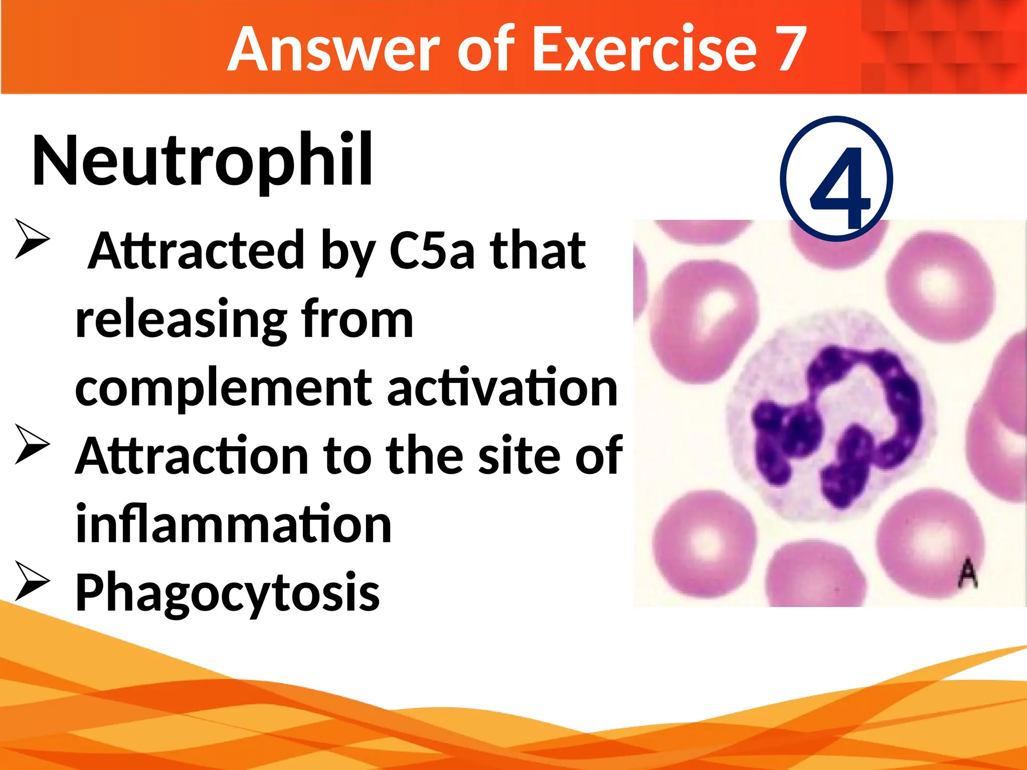 Answer of Exercise 7
Neutrophil
 Attracted by C5a that
releasing from
complement activation
 Attraction to the site of
inflammation
 Phagocytosis
4
 