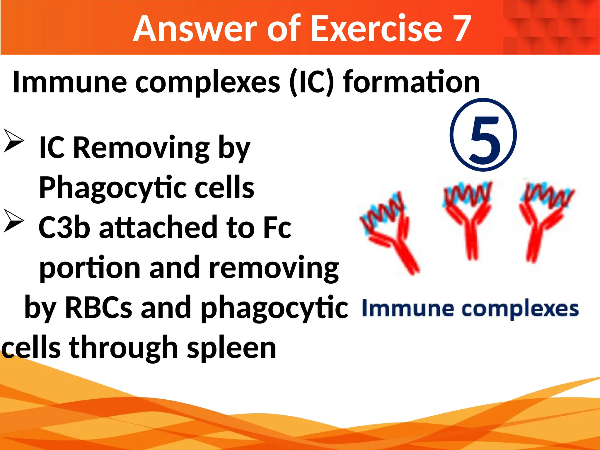 Answer of Exercise 7
 IC Removing by
Phagocytic cells
 C3b attached to Fc
portion and removing
by RBCs and phagocytic
cells through spleen
Immune complexes (IC) formation
5
 