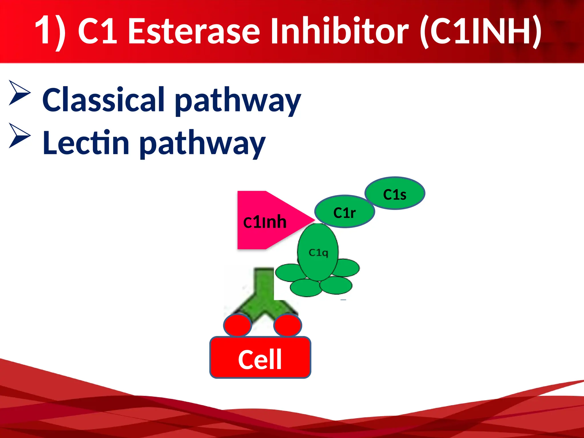 1) C1 Esterase Inhibitor (C1INH)
Cell
C1r
C1s
C1Inh
 Classical pathway
 Lectin pathway
 