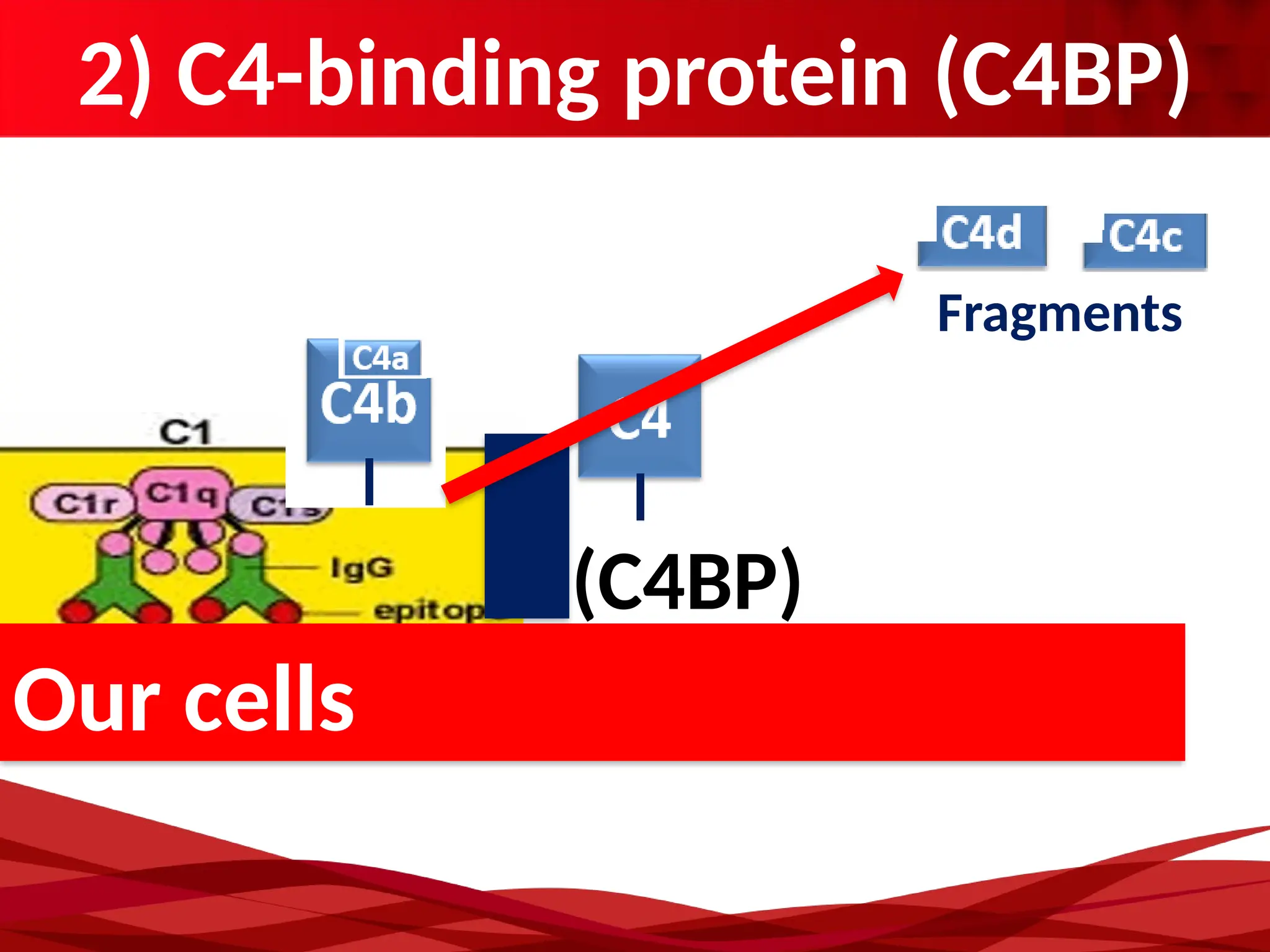 2) C4-binding protein (C4BP)
Our cells
(C4BP)
Fragments
 