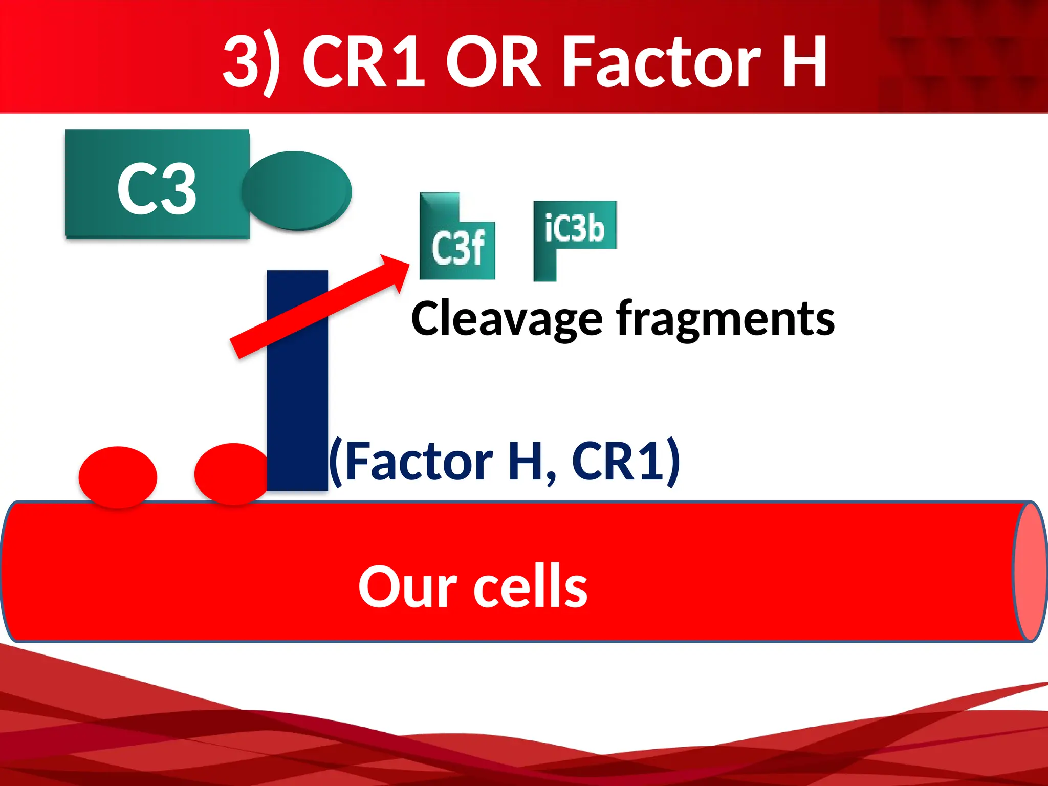 3) CR1 OR Factor H
Our cells
C3b
C3 C3a
(Factor H, CR1)
Cleavage fragments
 