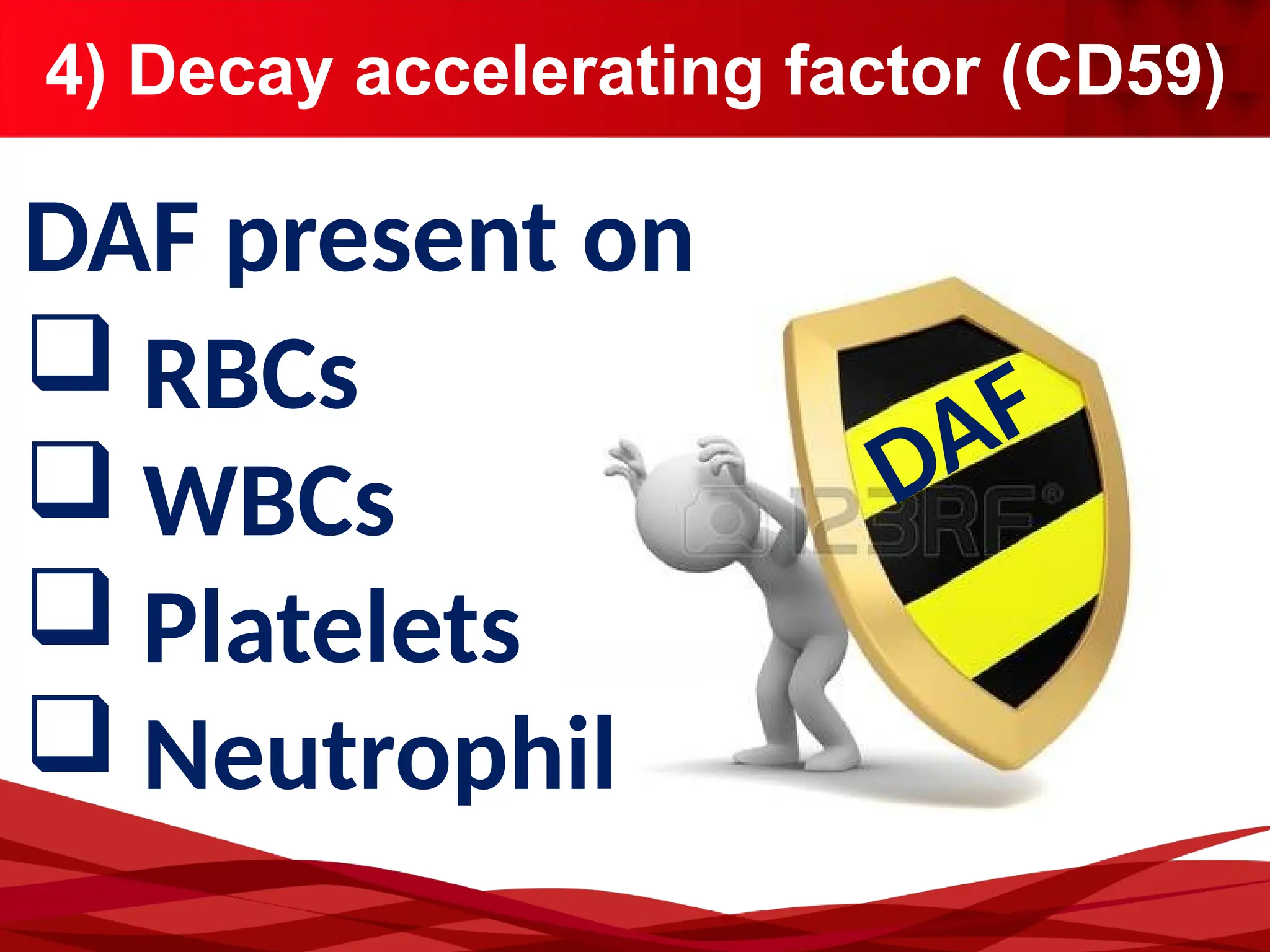 4) Decay accelerating factor (CD59)
DAF present on
 RBCs
 WBCs
 Platelets
 Neutrophil
DAF
 
