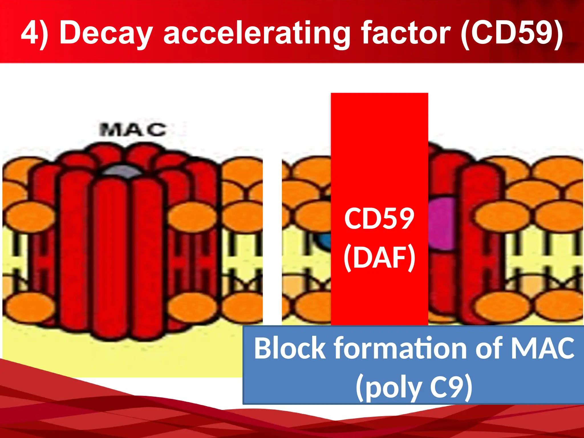 4) Decay accelerating factor (CD59)
CD59
(DAF)
Block formation of MAC
(poly C9)
 