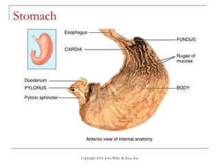 Lecture 9 the digestive system | PPT