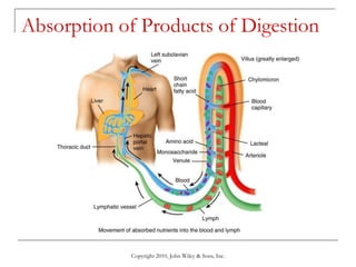 Lecture 9 the digestive system | PPT