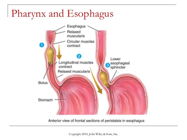 Lecture 9 the digestive system