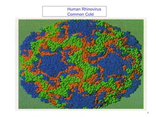 Lecture 9 Virology an introduction.and economic importance | PPTX