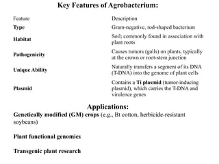 Lecture AgroBacterium tumefaciansL3.pptx