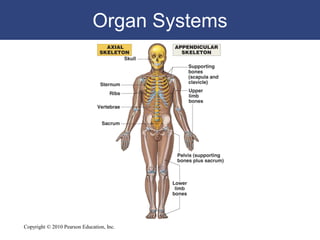 Lecture anatomical organization | PDF
