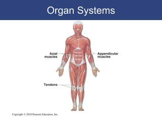 Lecture anatomical organization | PDF