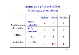 S.aureus et macrolides
Principaux phénotypes
Erythro Linco Pristina
Modification
de la cible
MLSb
inductible
R S S
MLSb
constitutif
R R S
Efflux
SA R S S
Inactivation L, LSA
S I/R I
24
 