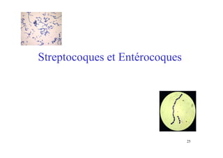 Streptocoques et Entérocoques
25
 