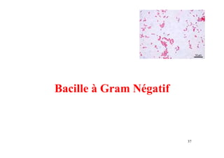 Bacille à Gram Négatif
37
 