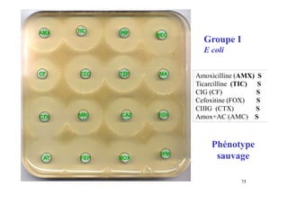 Groupe I
E coli
AMX TIC PIP MEC
CF TCC TZP MA
CTX AMC CAZ FOX
IPM
AT FEP MOX
Amoxicilline (AMX) S
Ticarcilline (TIC) S
CIG (CF) S
Cefoxitine (FOX) S
CIIIG (CTX) S
Amox+AC (AMC) S
Phénotype
sauvage
75
 