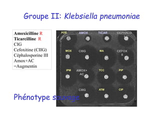 Groupe II: Klebsiella pneumoniae
CEPHALO
I
AMOX
AMOX+
AC
FOS
IPM TCC PIP
CIIIG ATM CIP
MOX CIIIG
TICAR
MA CEFOX
II
Amoxicilline R
Ticarcilline R
CIG
Cefoxitine (CIIG)
Céphalosporine III
Amox+AC
=Augmentin
Phénotype sauvage 80
 