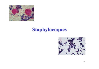 Staphylocoques
9
 