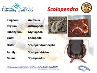 Lecture arthropoda 3 