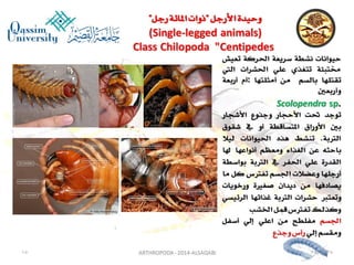 Lecture arthropoda 3 