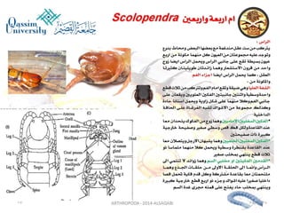 Lecture arthropoda 3 