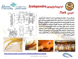 Lecture arthropoda 3 